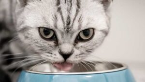 La corretta alimentazione del gatto ed i cibi da evitare
