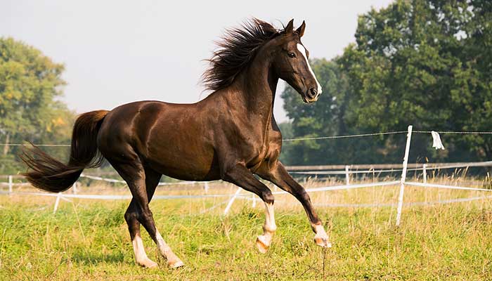 Le razze di cavallo più affascinanti del mondo.