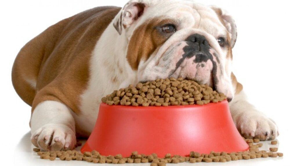 L'Alimentazione corretta del cane di ogni età