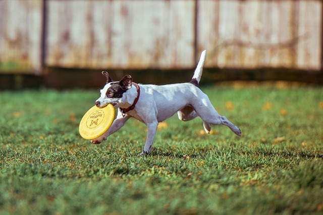Frisbee e il tuo cucciolo: il divertimento perfetto!