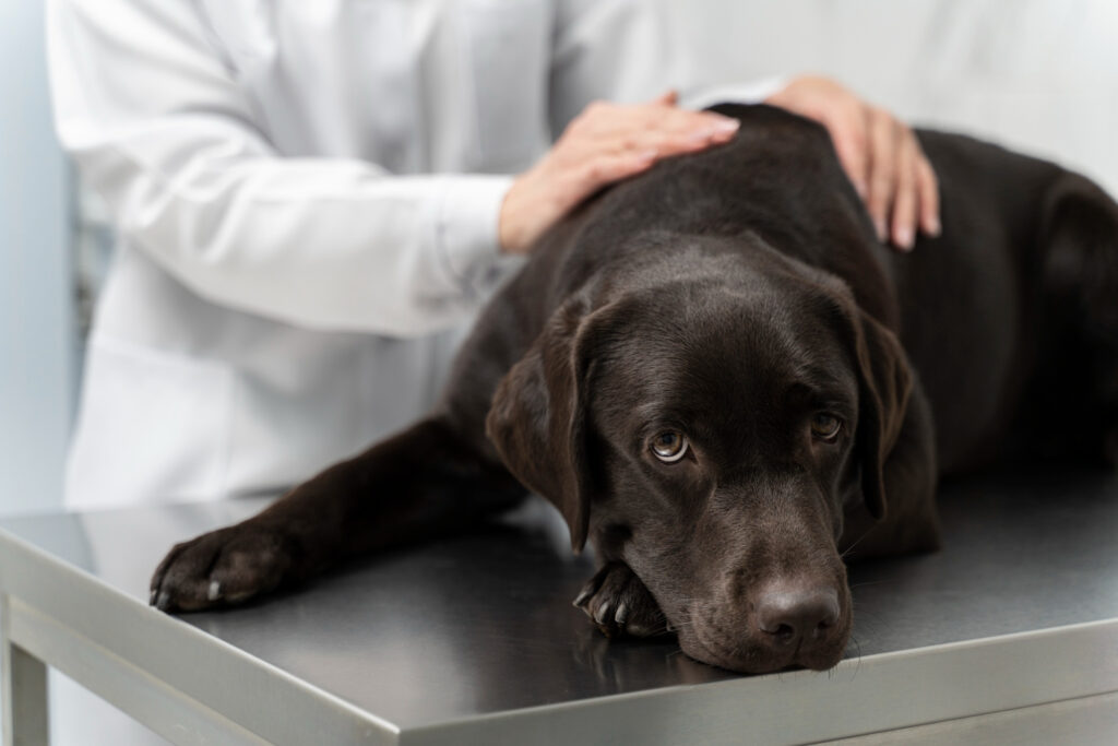 Sintomi di avvelenamento nei cani: cosa fare in caso di emergenza