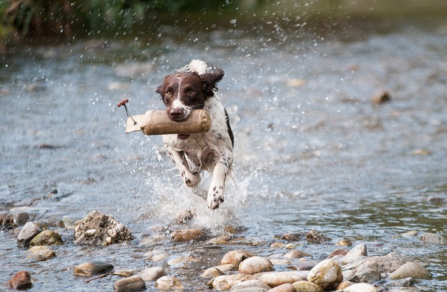 Giochi d'acqua per il tuo cucciolo: una sana attività fisica e mentale