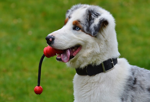 Giochi per cani cuccioli: il divertimento è assicurato!