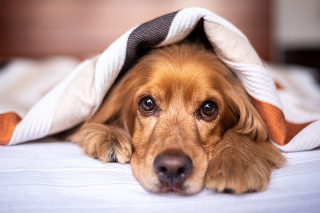 Ghiandola perianale del cane: cosa c'è da sapere?
