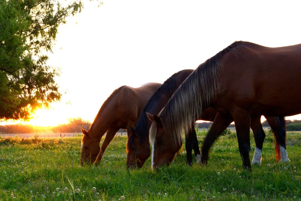 Dai al tuo cavallo la migliore alimentazione con questi integratori.