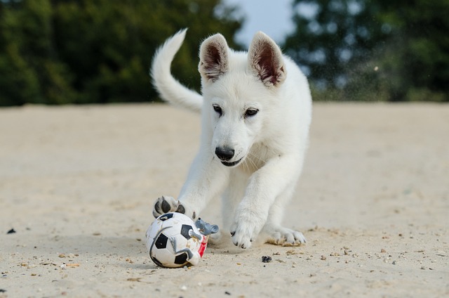 La palla giusta per il tuo cane cucciolo