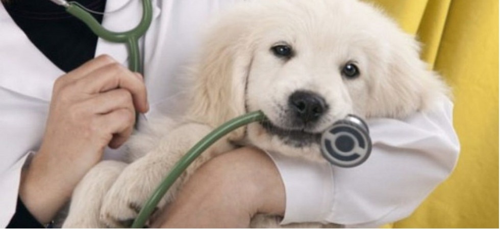 Vaccini per cane: prevenzione e cura delle malattie più comuni