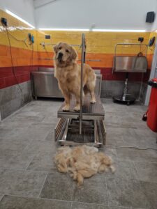 Pulizia e cura del pelo del cane