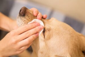 Come pulire gli occhi del cane in modo sicuro ed efficace