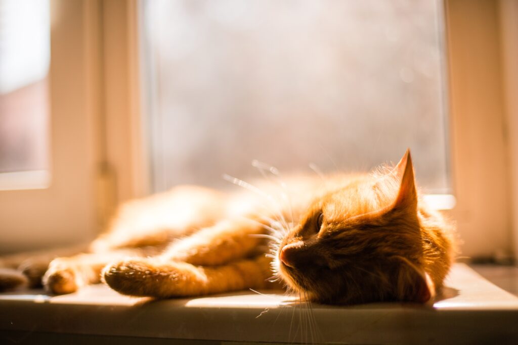 Coccole invernali: come coccolare il tuo gatto con un letto riscaldato.