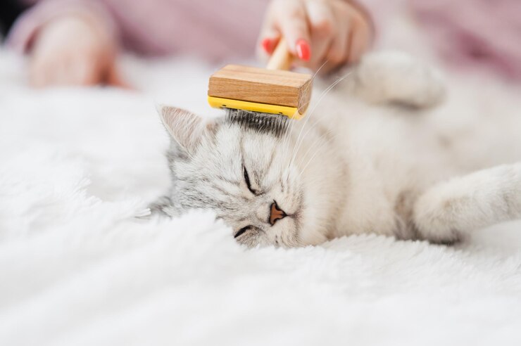 Scopri i nostri preziosi consigli per utilizzare spazzole e pettini per la toelettatura del tuo gatto in modo facile ed efficace. Leggi il nostro blog per una guida dettagliata sulla cura del pelo del tuo piccolo amico a quattro zampe!