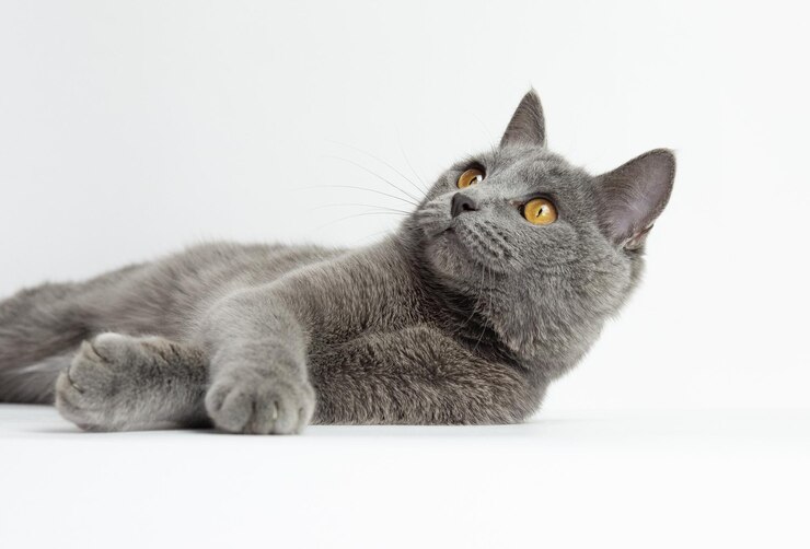 Mangiare sano dopo la sterilizzazione: la guida per il tuo gatto.