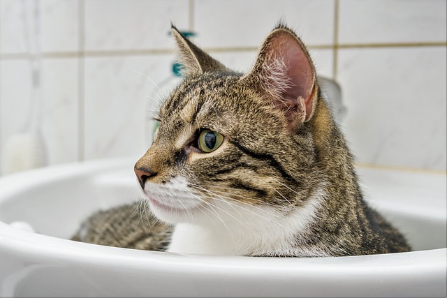 Igiene del gatto: scopri come curarlo al meglio