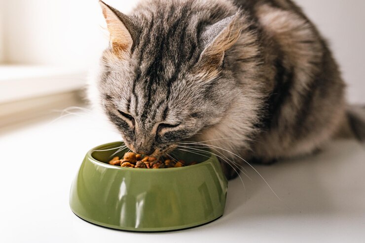La ciotola perfetta per il pasto del tuo gatto: ecco come sceglierla.