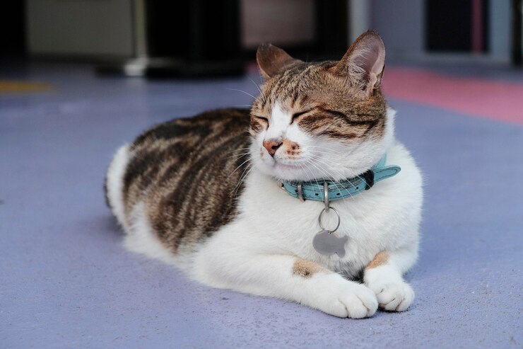 Collare e targhetta di identificazione per gatti.