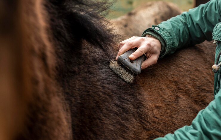 Mantenere la bellezza del tuo cavallo: consigli di cura e cosmesi.
