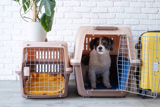 Trasportino per cani: il segreto per un viaggio senza stress