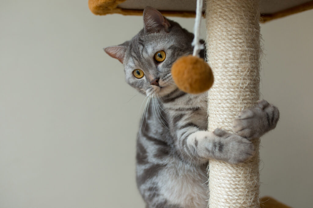 Come scegliere l'albero tiragraffi giusto per il tuo gatto? Ecco qualche suggerimento