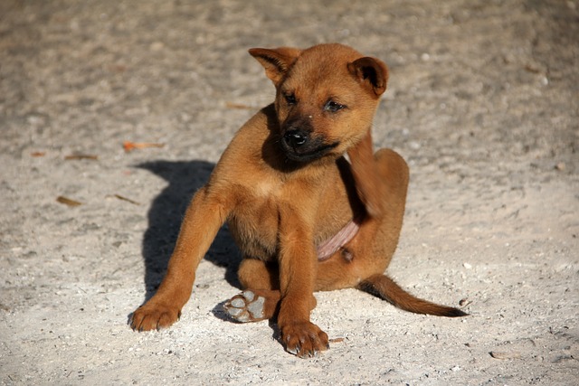 Dermatite del cane: le cause e i rimedi