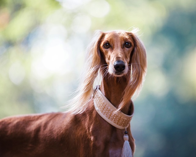 Collare per cani: un accessorio indispensabile