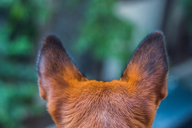 L'igiene delle orecchie del cane i consigli più utili e pratici