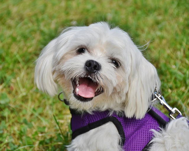 Addestramento del cane: strategie senza stress
