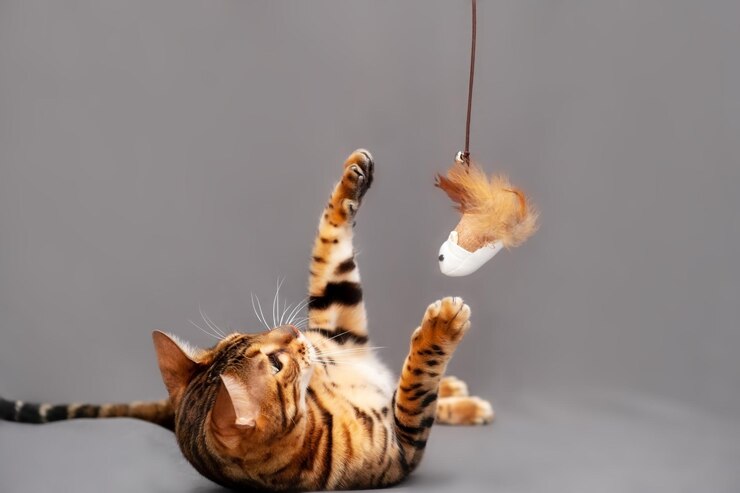 I migliori giochi per il tuo gattino.