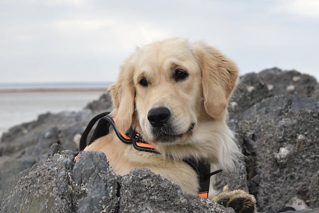 La pettorina per cani: alla scoperta dei diversi modelli