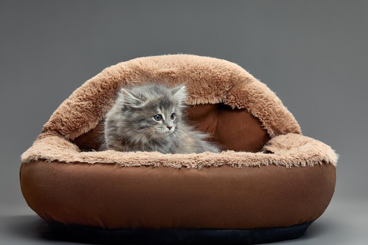 Miglior letto per gatti: Guida alla scelta del prodotto giusto.