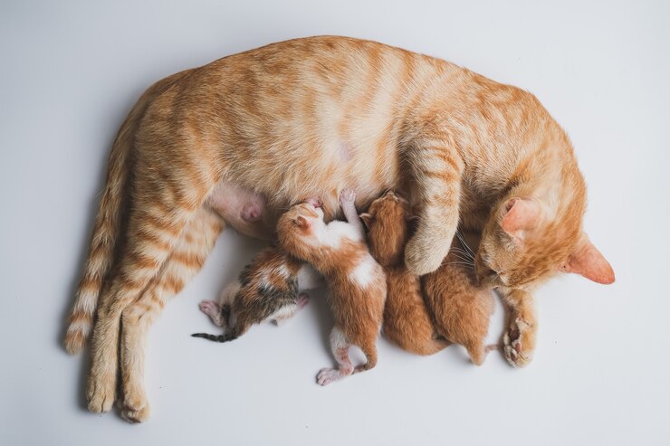 Cosa devi sapere sulla dieta delle gatte incinte e in allattamento.