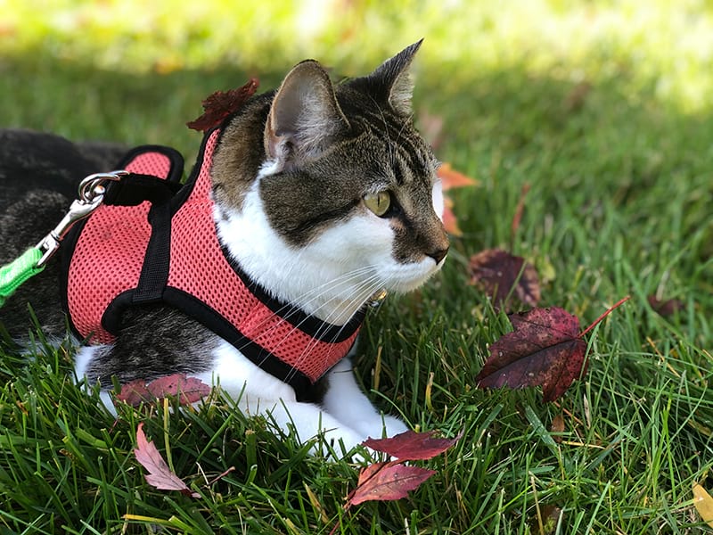 Pettorina per gatto: la soluzione per una passeggiata piacevole e senza rischi.