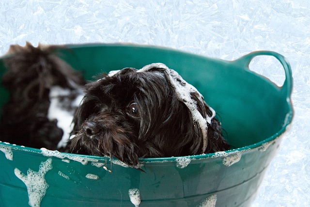 Igiene del cane: come prendersi cura di loro al meglio
