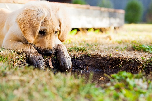 Antiparassitari per cani: una soluzione semplice per proteggere il tuo cane