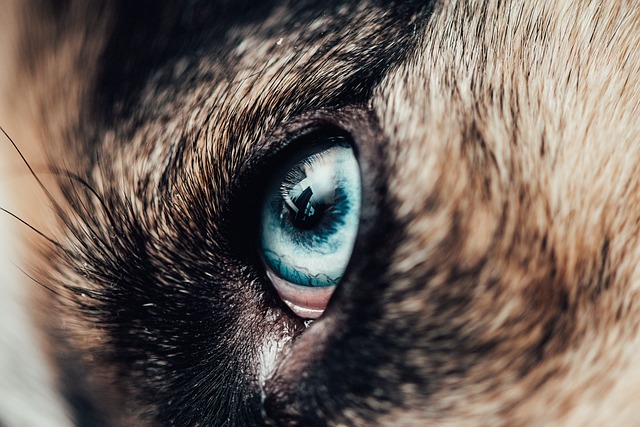 Igiene degli occhi del cane: ecco come prendersene cura!