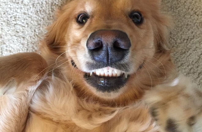 L'igiene dei denti del cane: perché è così importante