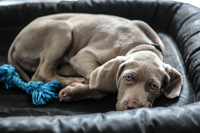 La cuccia da interno per cani: accogliente e di design