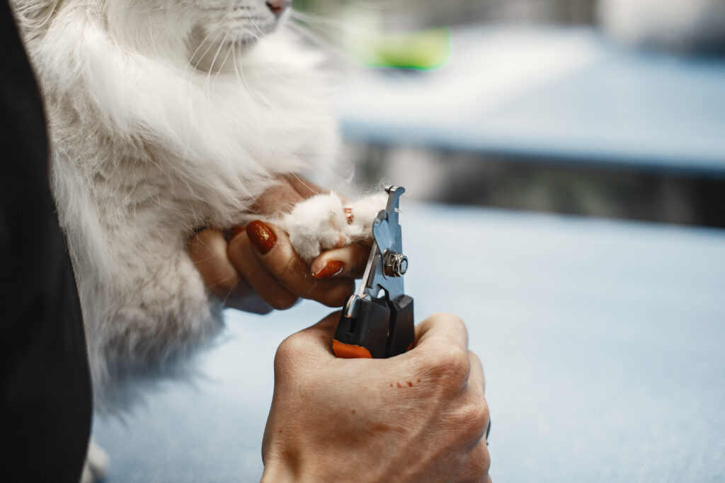 Tagliaunghie o copriunghie per gatti: quale scegliere?