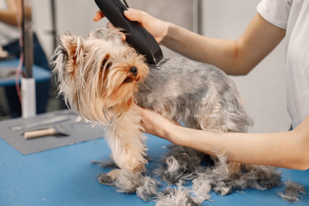 tolettatura e aspirazione a vuoto per animali domestici.