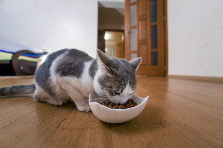 Scopri la differenza tra cibo secco e umido per gatti.