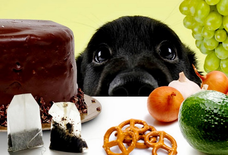 Cibi tossici per i cani: quali alimenti evitare