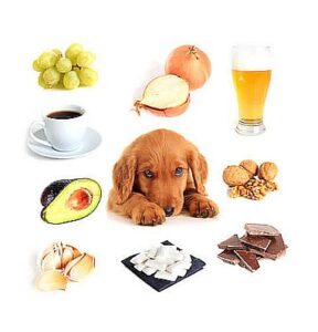 Cibi tossici per i cani: la lista completa