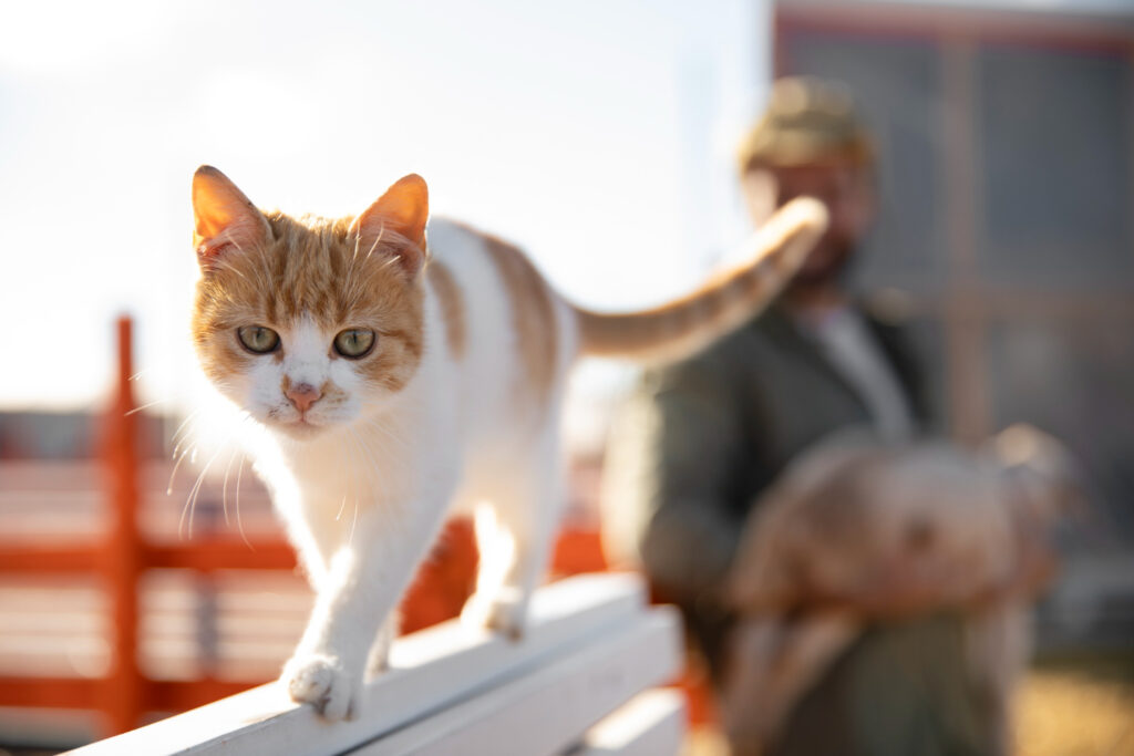 Il rischio della caduta del gatto dal balcone: come evitarlo