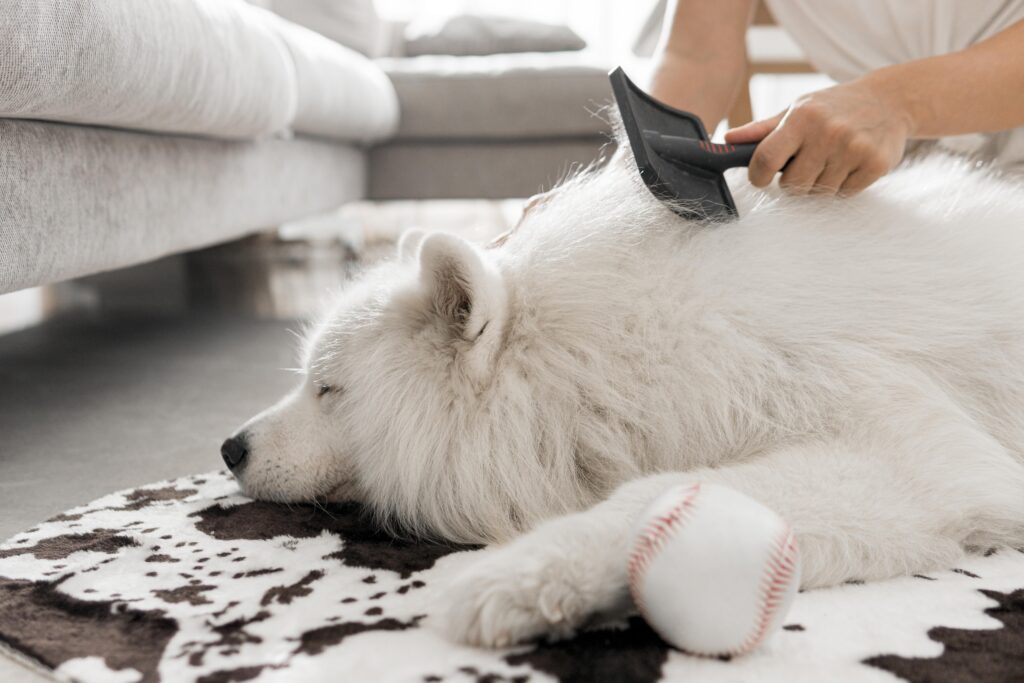 I consigli migliori per gestire la muta del cane in autunno