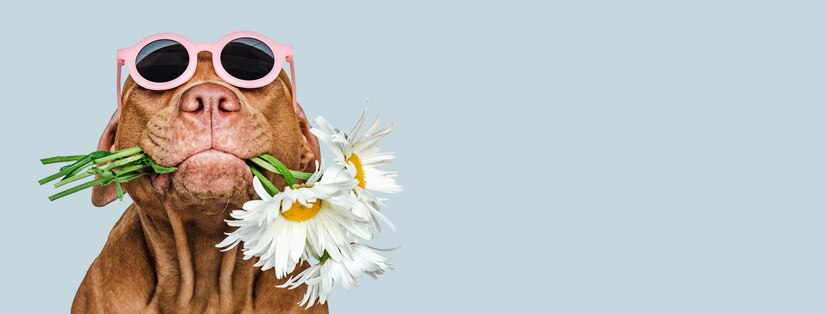 Come la primavera influisce sul comportamento del tuo cane